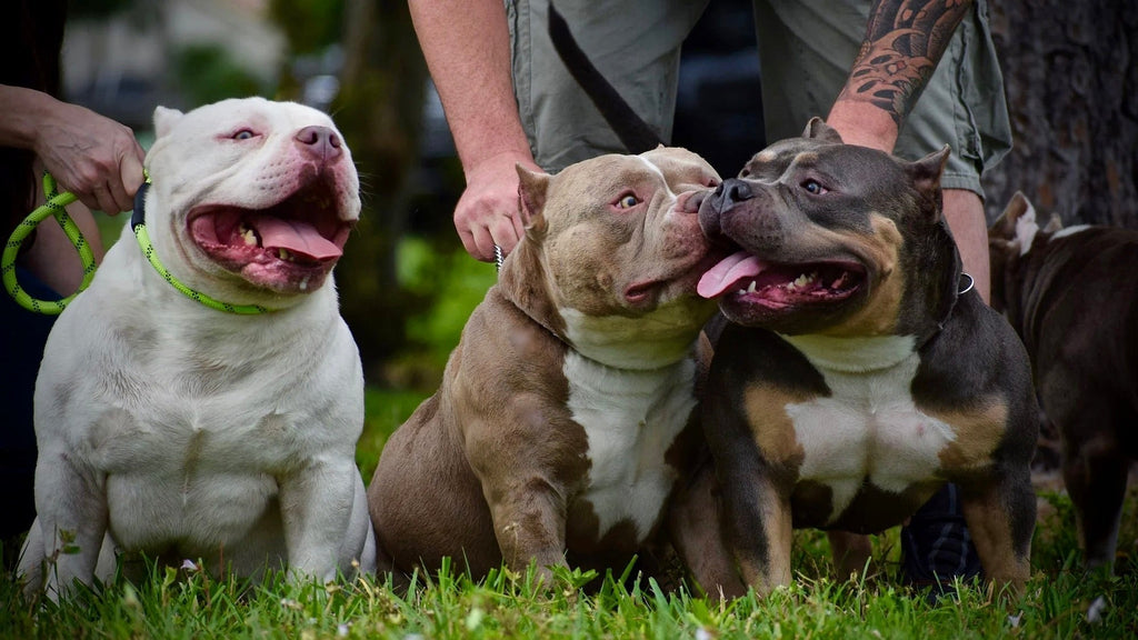 The Definitive American Bully Market Report (2025): Size, Value & Future Trends