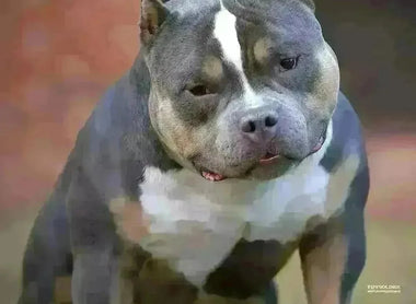 Venomline’s 2025 Pocket Bully Stud Lineup – King Koopa, Homicide, King V, UNO & Gizmo