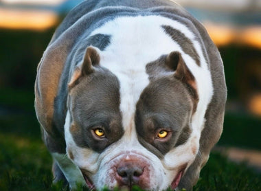 Venomline’s King Koopa: The Ultimate Pocket American Bully Stud