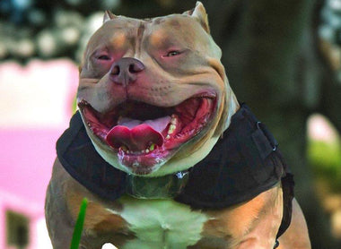 How to Vet American Bully Stud Service Like a Pro (2025 Guide)