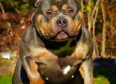 Why Foundation Females Matter in American Bully Breeding (2025)