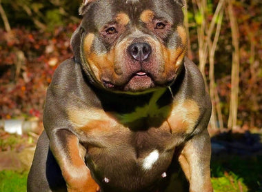 Why Foundation Females Matter in American Bully Breeding (2025 Guide)