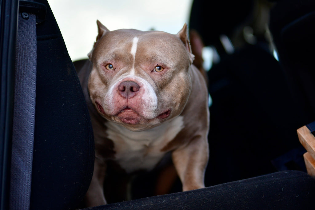 American Bully Puppies & Studs-Venomline | Texas Size Bullies | Top Pocket Bully Kennel