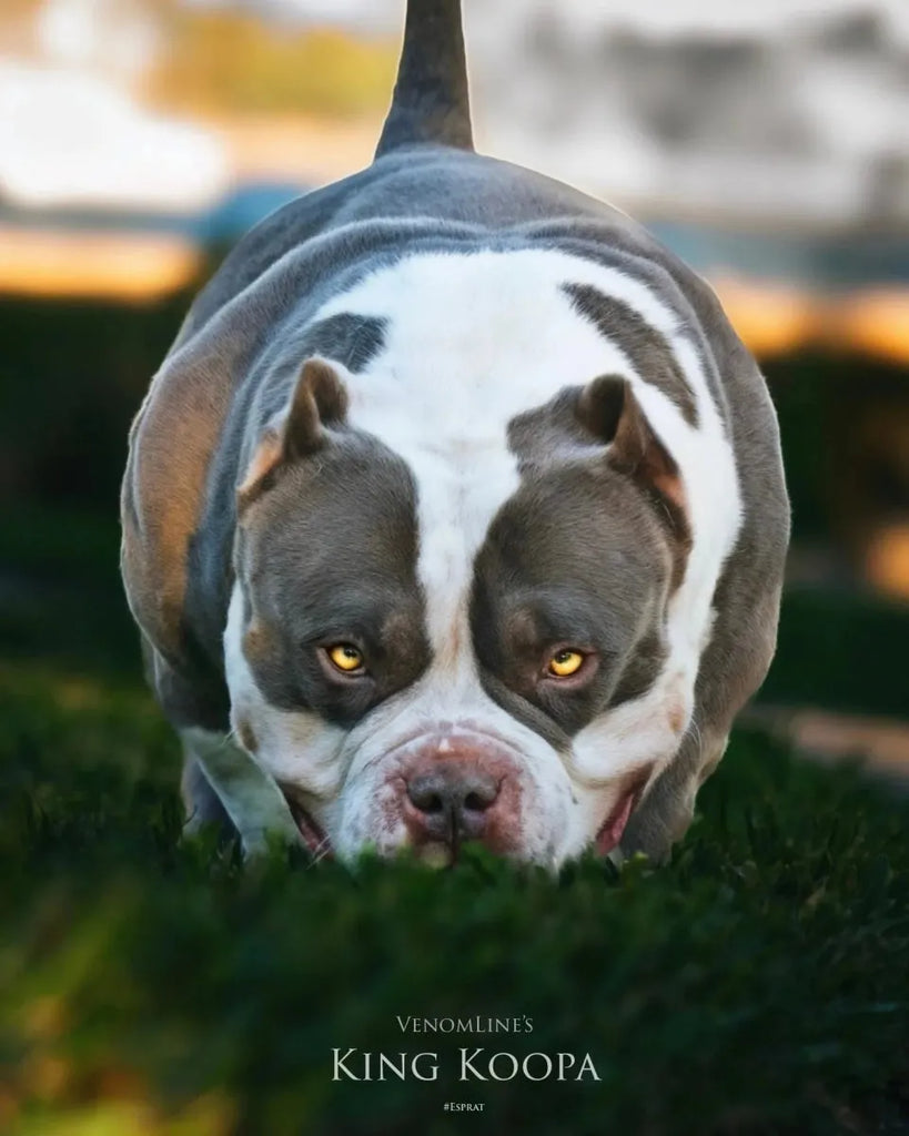 Pocket Bully Studs & American Bully Stud Service (2025) – Venomline® Champion Bloodlines-Venomline | Texas Size Bullies | Top Pocket Bully Kennel