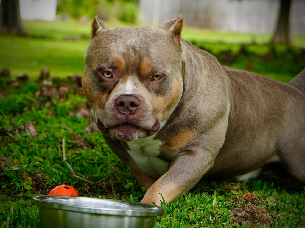 Stud Service - Top American Bully Studs - Top Pocket Bully Studs-Venomline | Texas Size Bullies | Top Pocket Bully Kennel