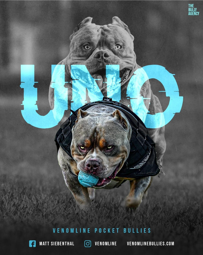 Stud Service | Top American Bully Studs | Venomline Pocket Bullies-Venomline | Texas Size Bullies | Top Pocket Bully Kennel