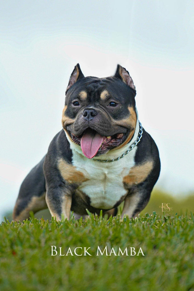 Black Mamba “Kobe” – Venomline Pocket Bully Stud Service – Venomline Pocket Bullies