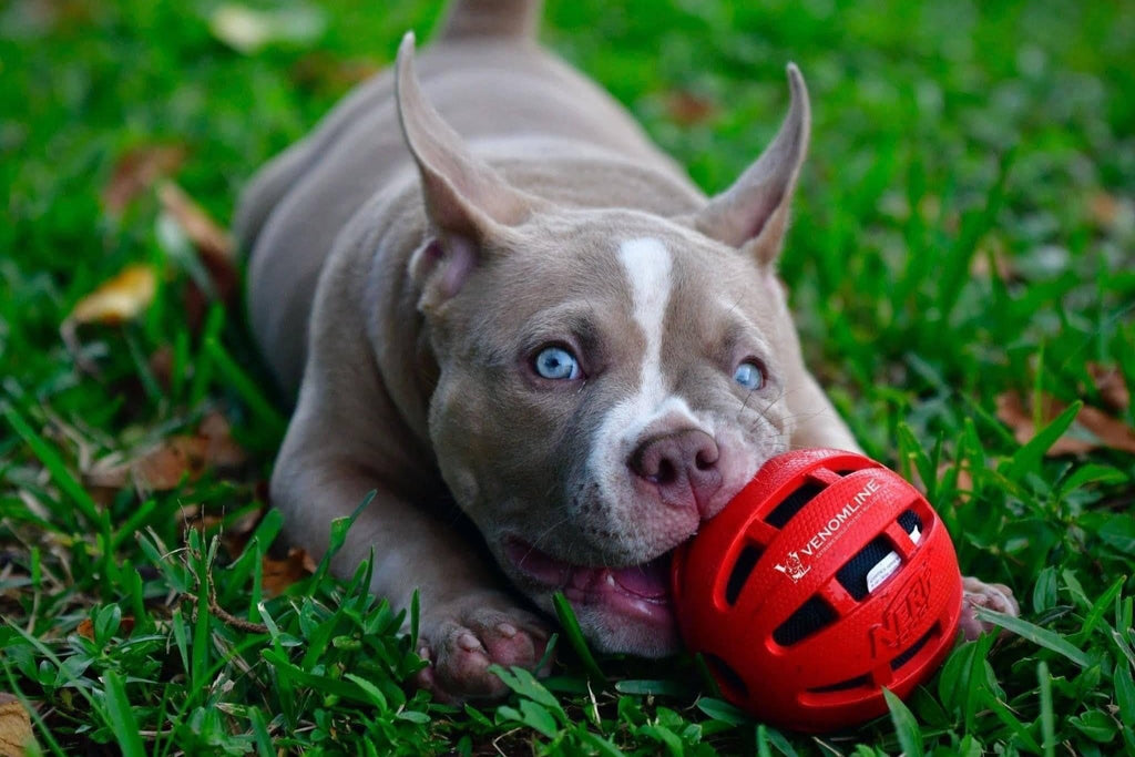 venomline pocket bully puppies