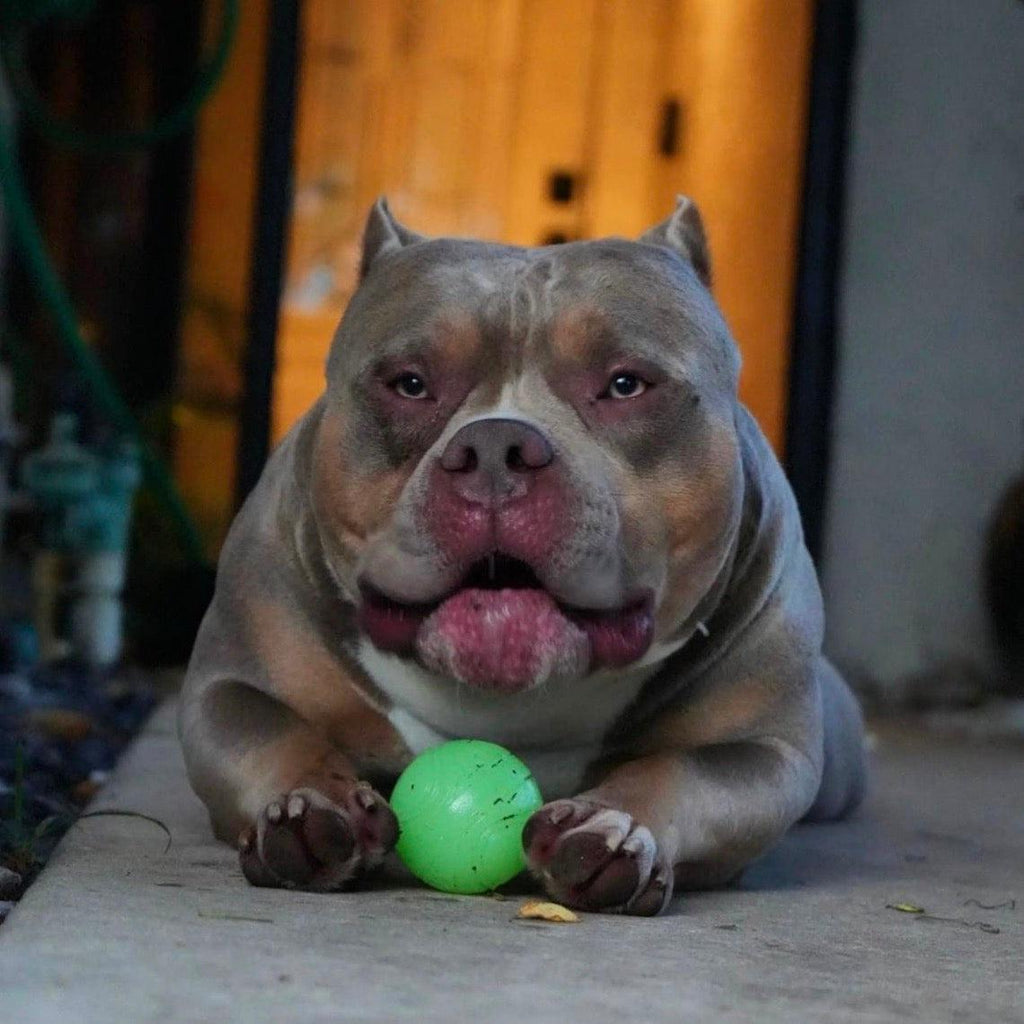 venomline's Uno, top american bully breeders, top bully bloodlines, top pocket bully studs