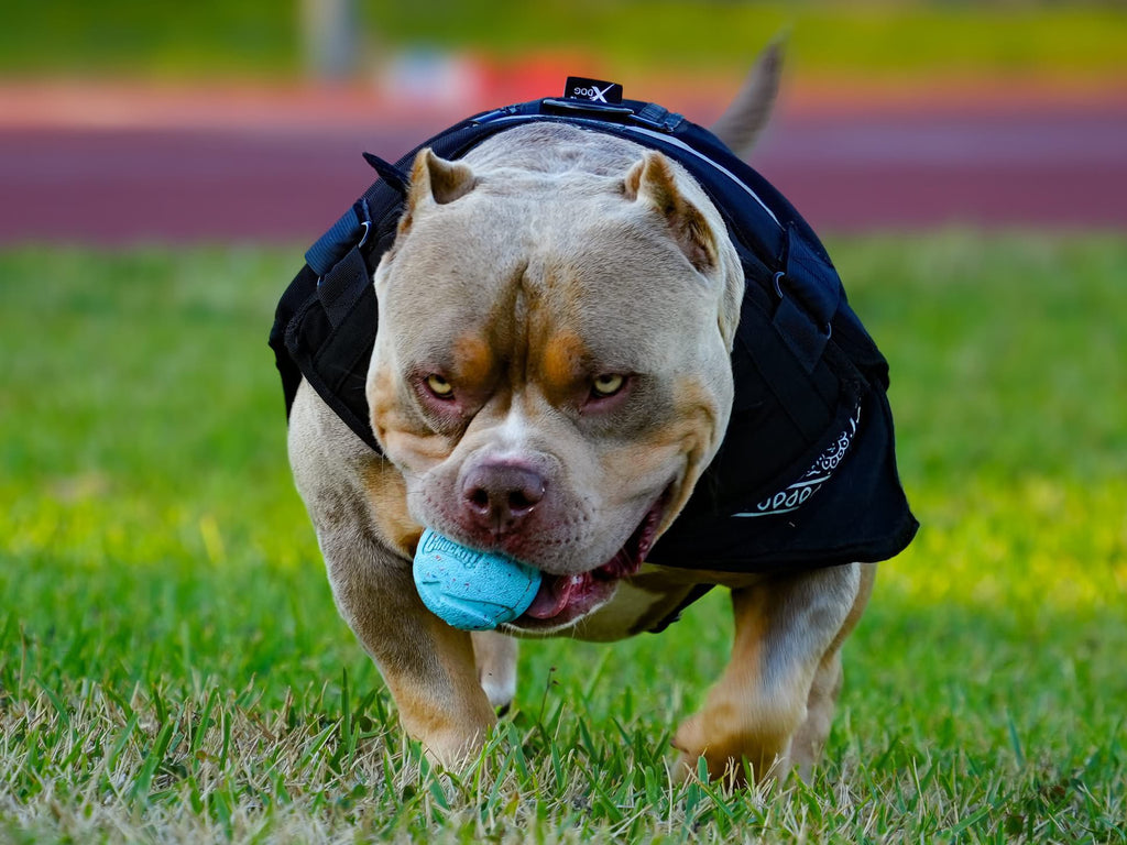 Stud Service | Stud Fee | Stud Credits | Paid in Full Discount | American Bully Studs
