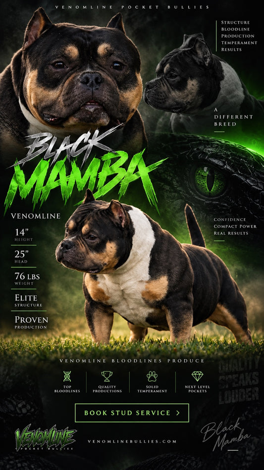 Black Mamba “Kobe” Pocket Bully Stud Service