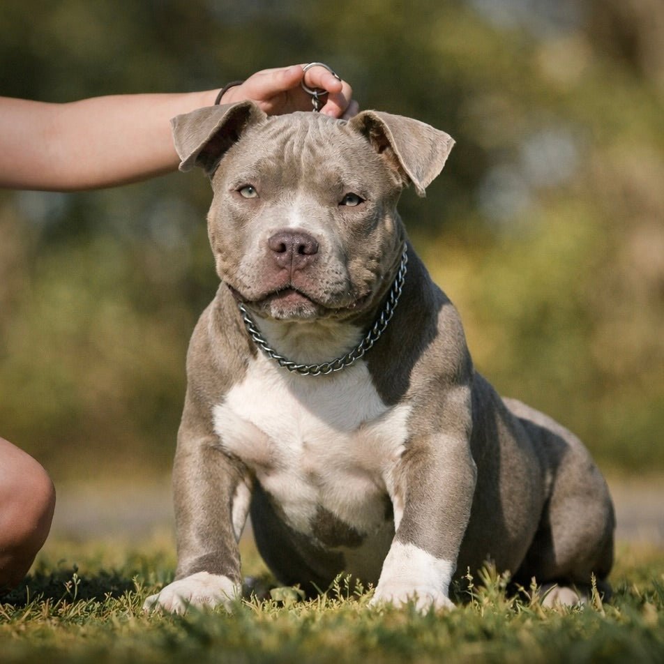 Deposit to Reserve a Pocket Bully Puppy (Pick Order) | Venomline