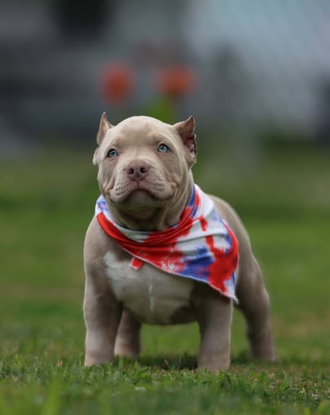 Deposit to Reserve a Pocket Bully Puppy (Pick Order) | Venomline