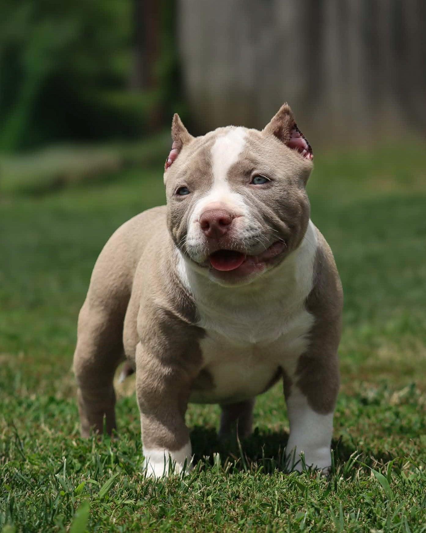 $1,000 Pocket Bully Puppy Reservation Deposit