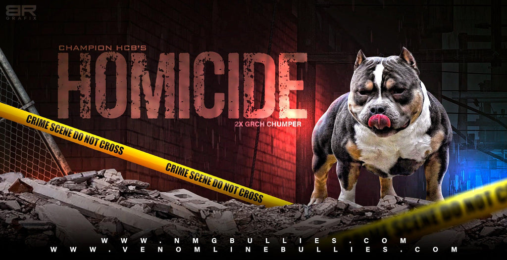 ABKC Champion Homicide Stud Credit | Paid In Full Discount