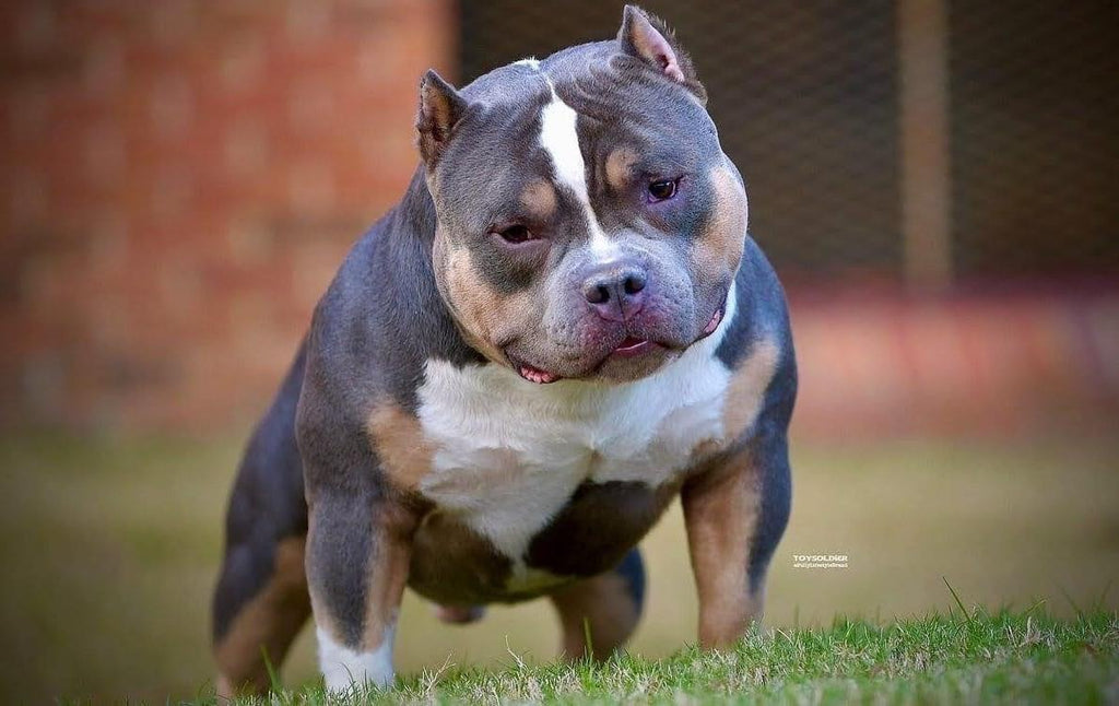 ABKC Champion Homicide Stud Credit | Paid In Full Discount