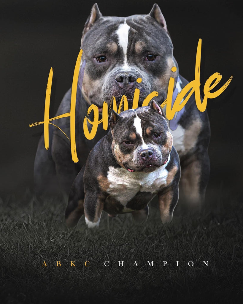 ABKC Champion Homicide Stud Credit | Paid In Full Discount