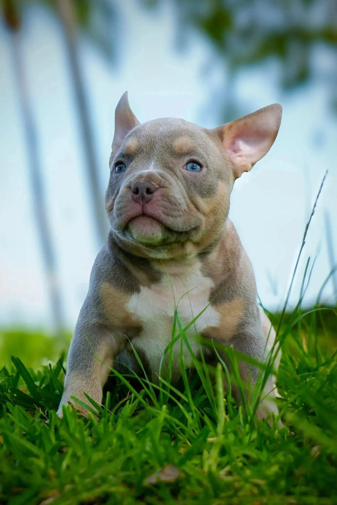 American Bully Puppy | Deposit to Reserve | Venomline