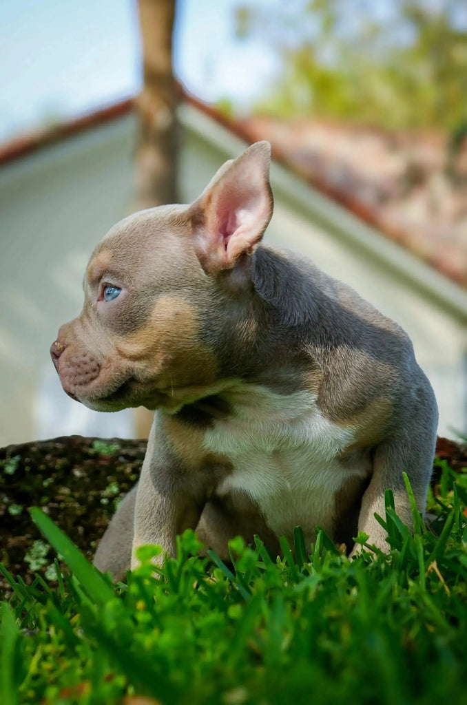 American Bully Puppy | Deposit to Reserve | Venomline