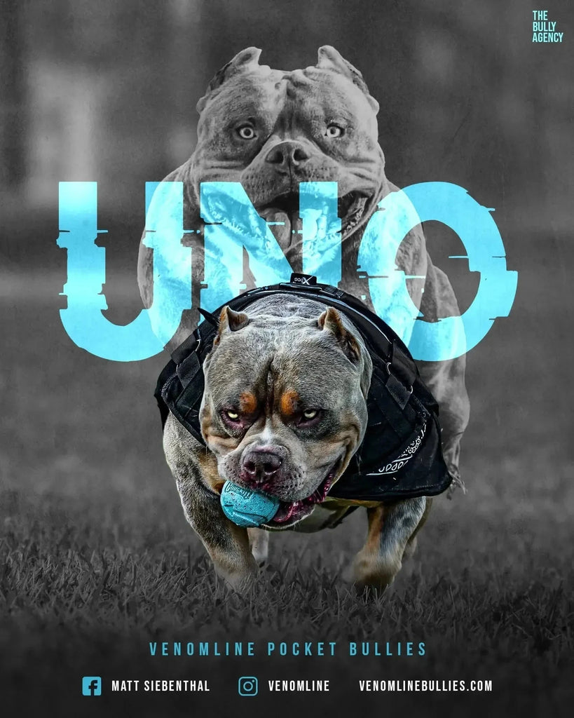 Stud Service | Deposit to Reserve | Pocket Bully Studs