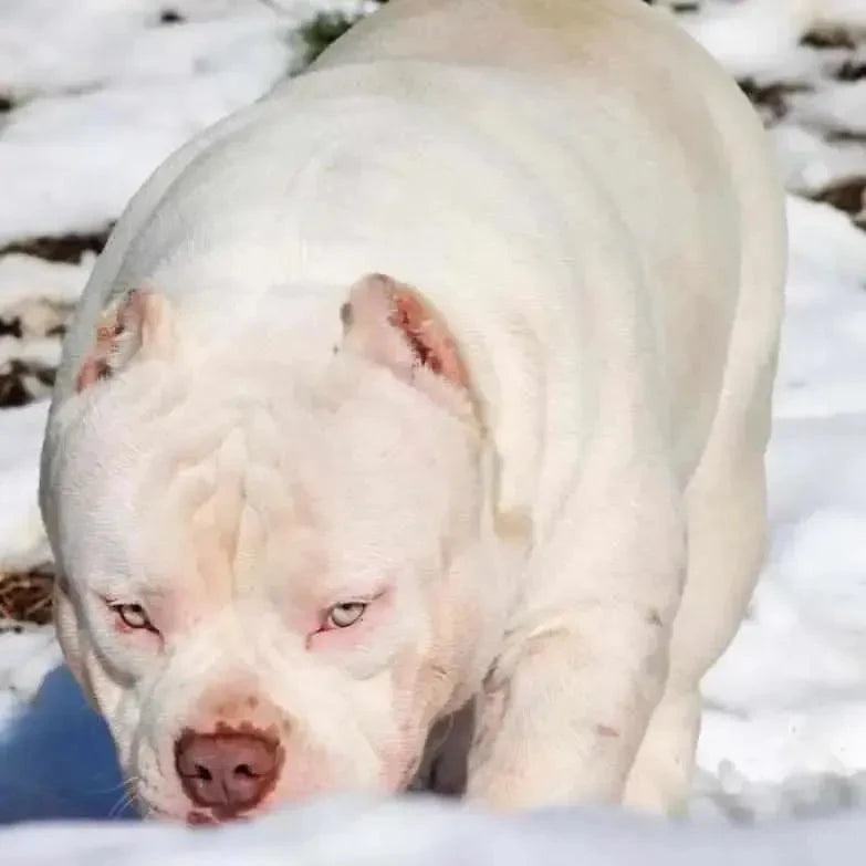 Stud Service | Deposit to Reserve | Pocket Bully Studs