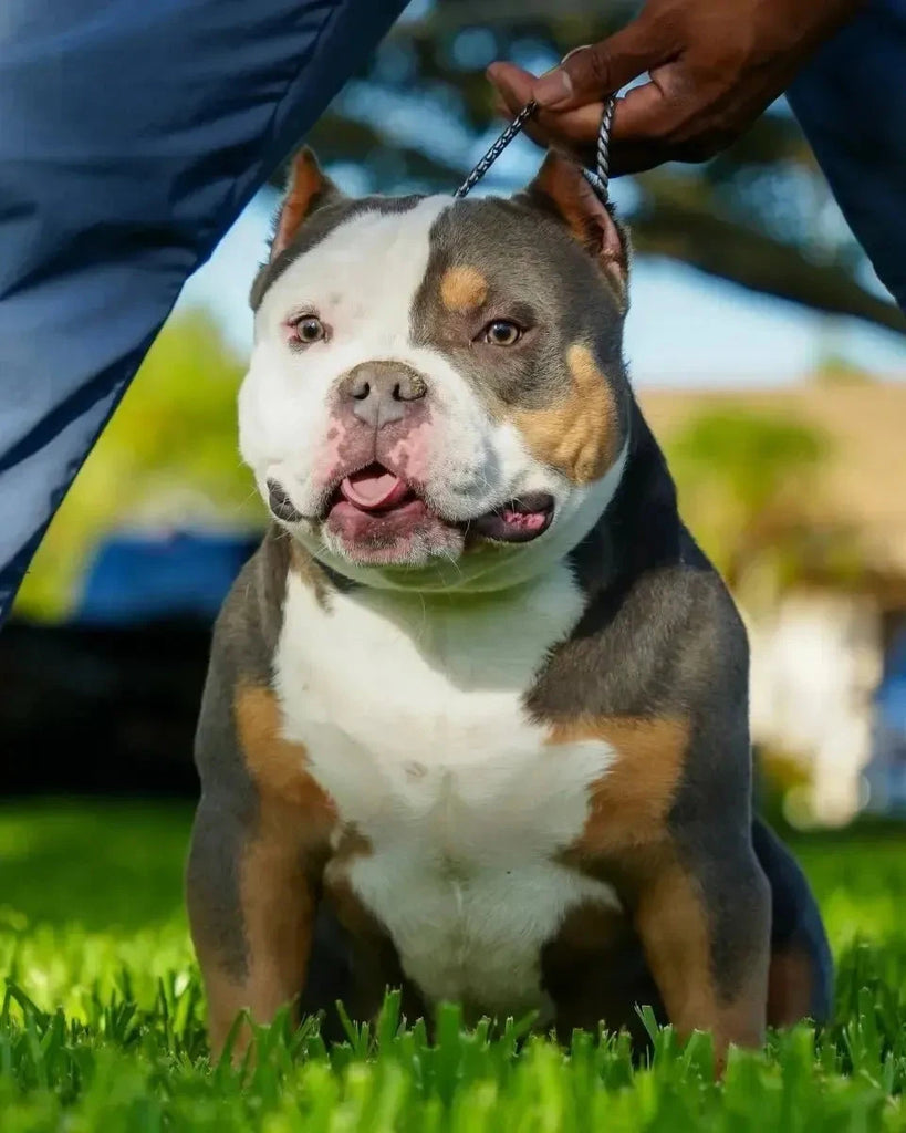 American Bully Stud Deposit – Secure a Proven Venomline Stud Today - Venomline Pocket Bully Breeders