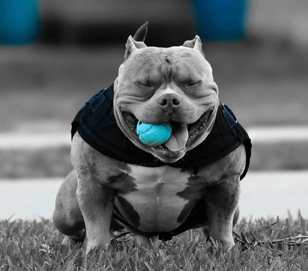 American Bully Stud Deposit – Secure a Proven Venomline Stud Today | Pocket Bully | American Bully Studs & Puppies for Sale | Venomline