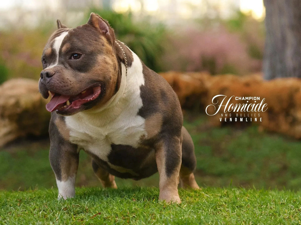 Stud Service | Deposit to Reserve | Pocket Bully Studs