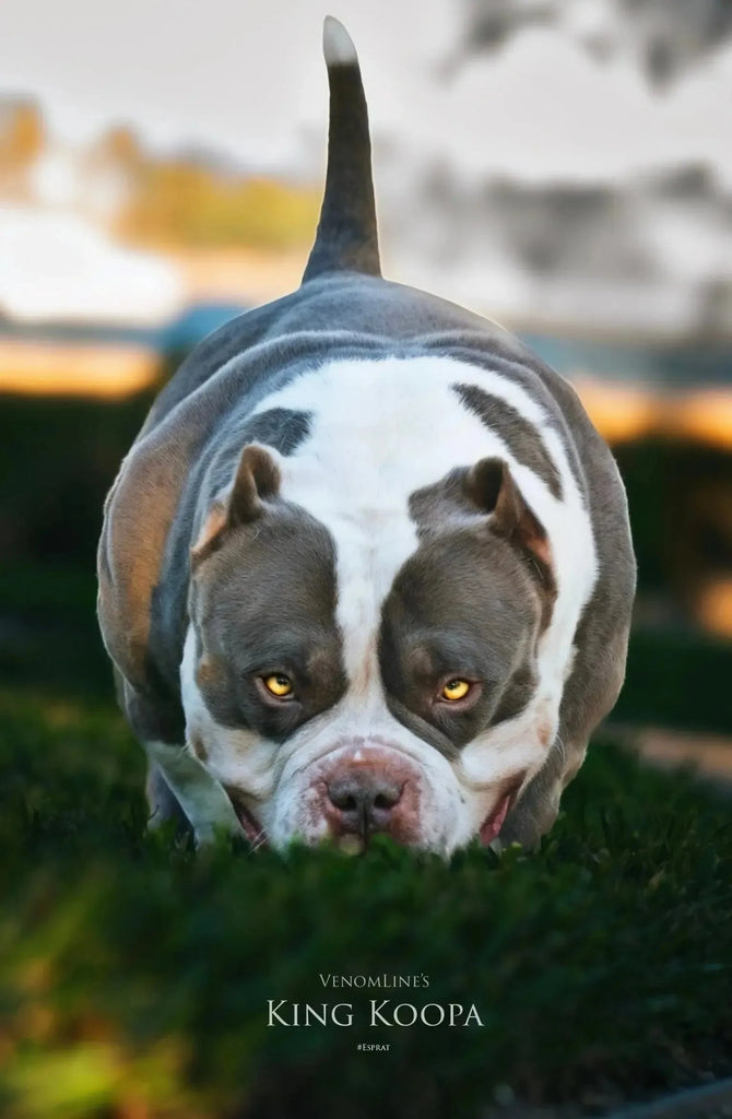 Stud Service | Deposit to Reserve | Pocket Bully Studs