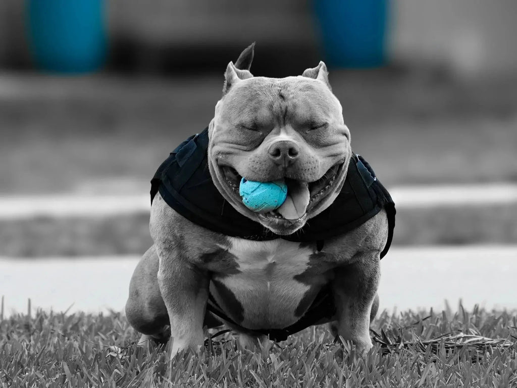 American Bully Stud Service | Stud Credits & Paid In Full Discount | Venomline Pocket Bullies