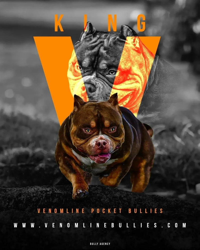 American Bully Stud Service | Stud Credits & Paid In Full Discount | Venomline Pocket Bullies