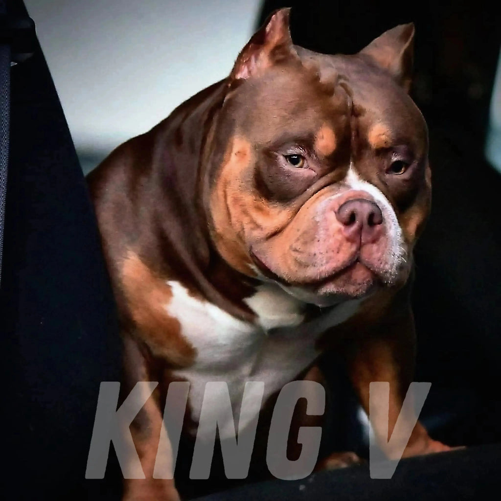 American Bully Stud Service | Stud Credits & Paid In Full Discount | Venomline Pocket Bullies
