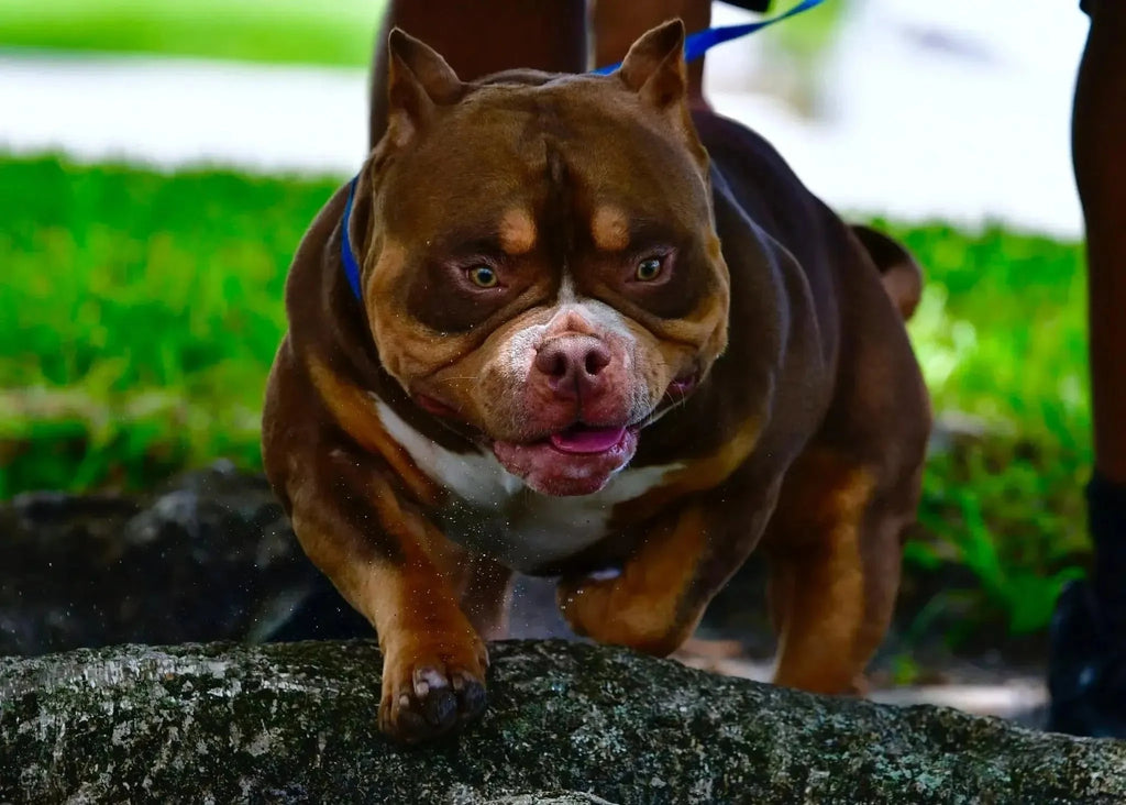 American Bully Stud Service | Stud Credits & Paid In Full Discount | Venomline Pocket Bullies