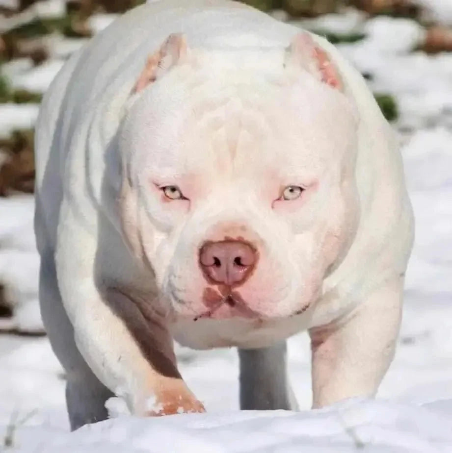 American Bully Stud Service | Stud Credits & Paid In Full Discount | Venomline Pocket Bullies
