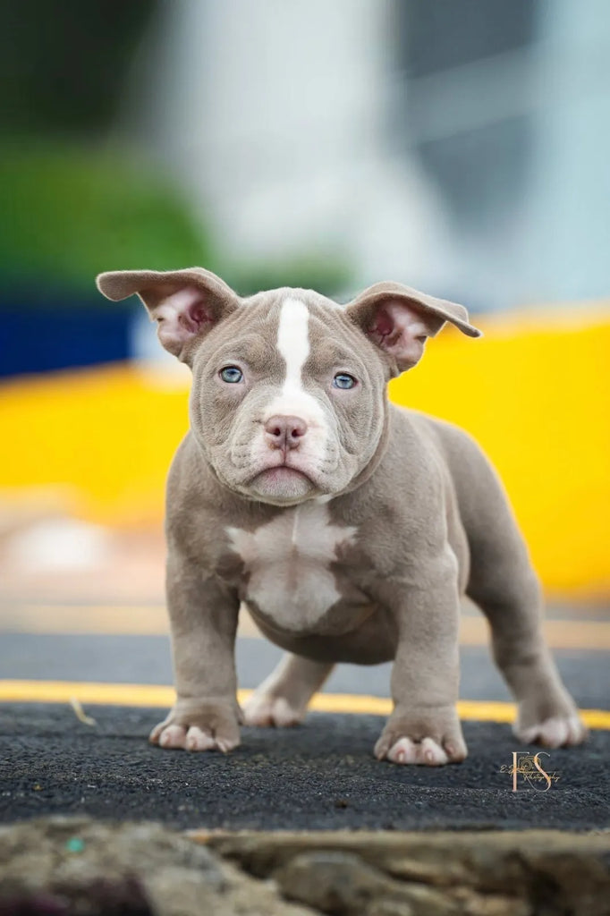 Pocket Bully Puppies for Sale – Reserve a Venomline Pocket Bully