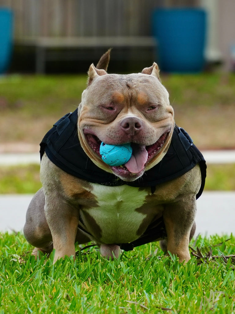 American Bully Stud Deposit – Secure a Proven Venomline Stud Today