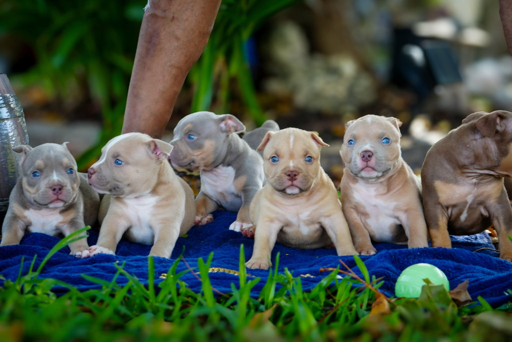 American Bully puppies for sale from Venomline — top-quality Pocket Bullies with elite pedigree, extreme build, and compact structure. View available puppies and pricing