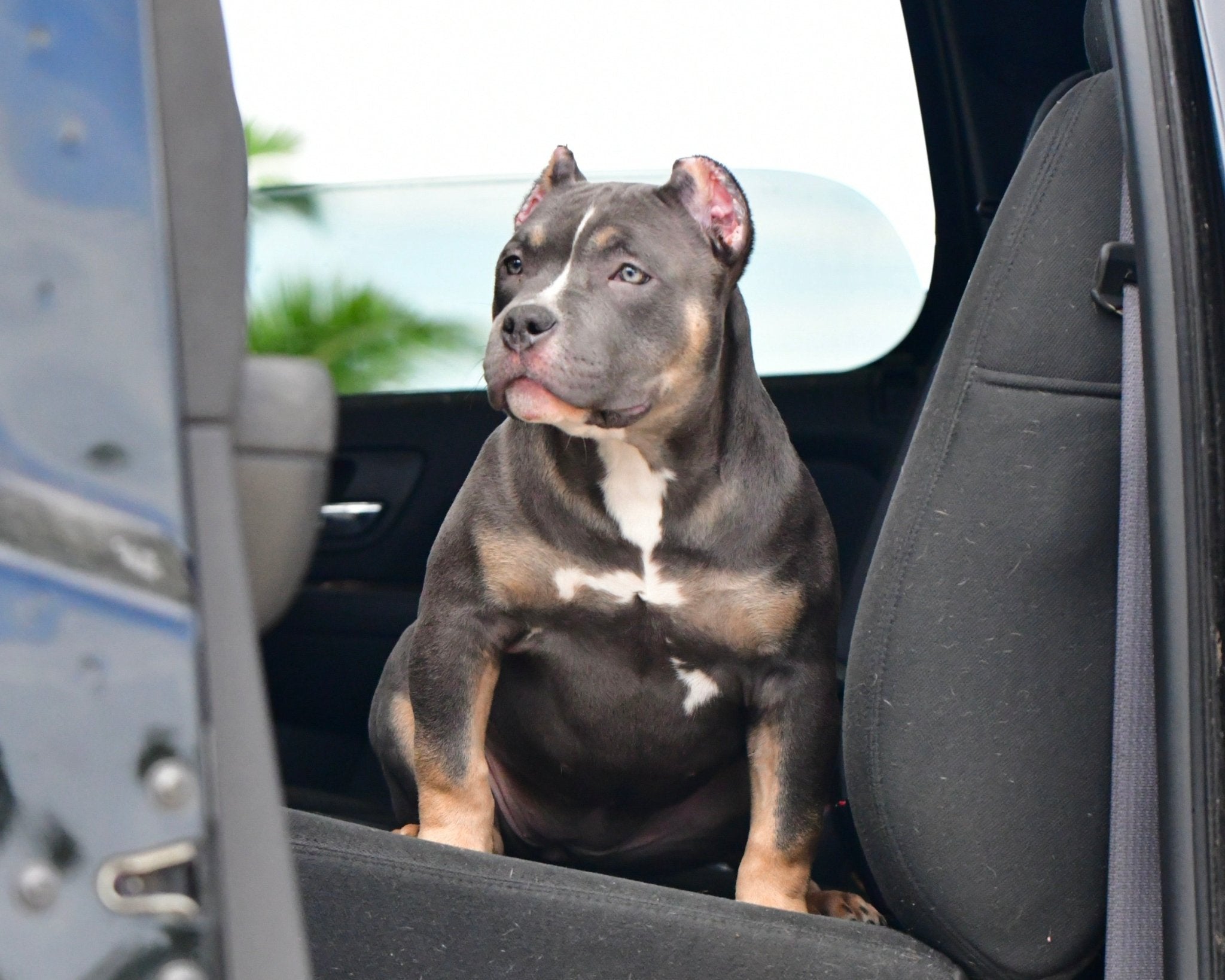 Deposit to Reserve a Pocket Bully Puppy (Pick Order) | Venomline