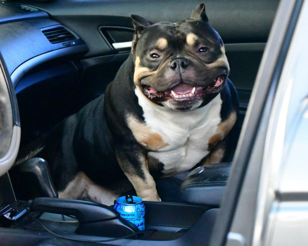 Black Mamba “Kobe” – Venomline Pocket Bully Stud Service – Venomline Pocket Bullies