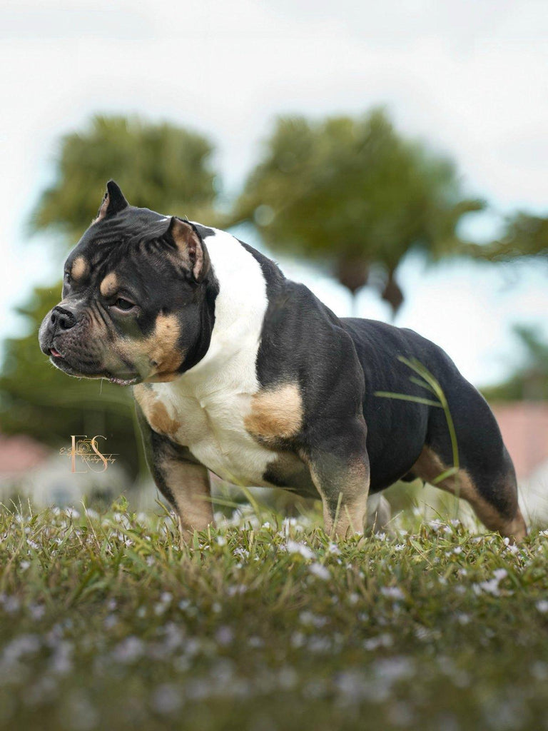 Black Mamba “Kobe” – Venomline Pocket Bully Stud Service – Venomline Pocket Bullies