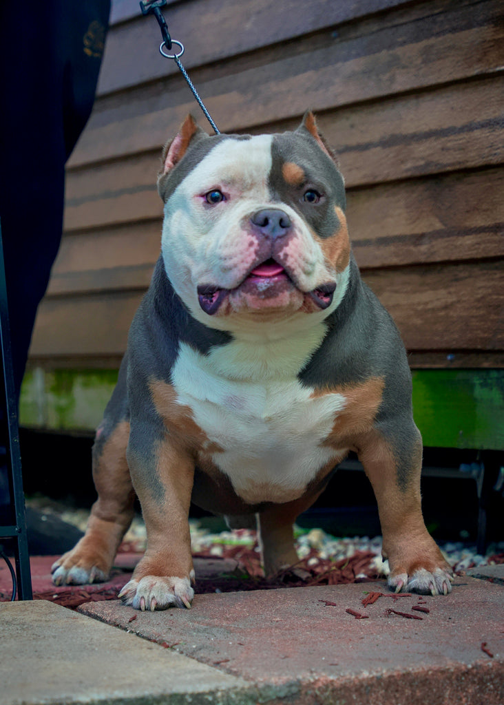 Gizmo Stud Credit | Paid In Full Discount