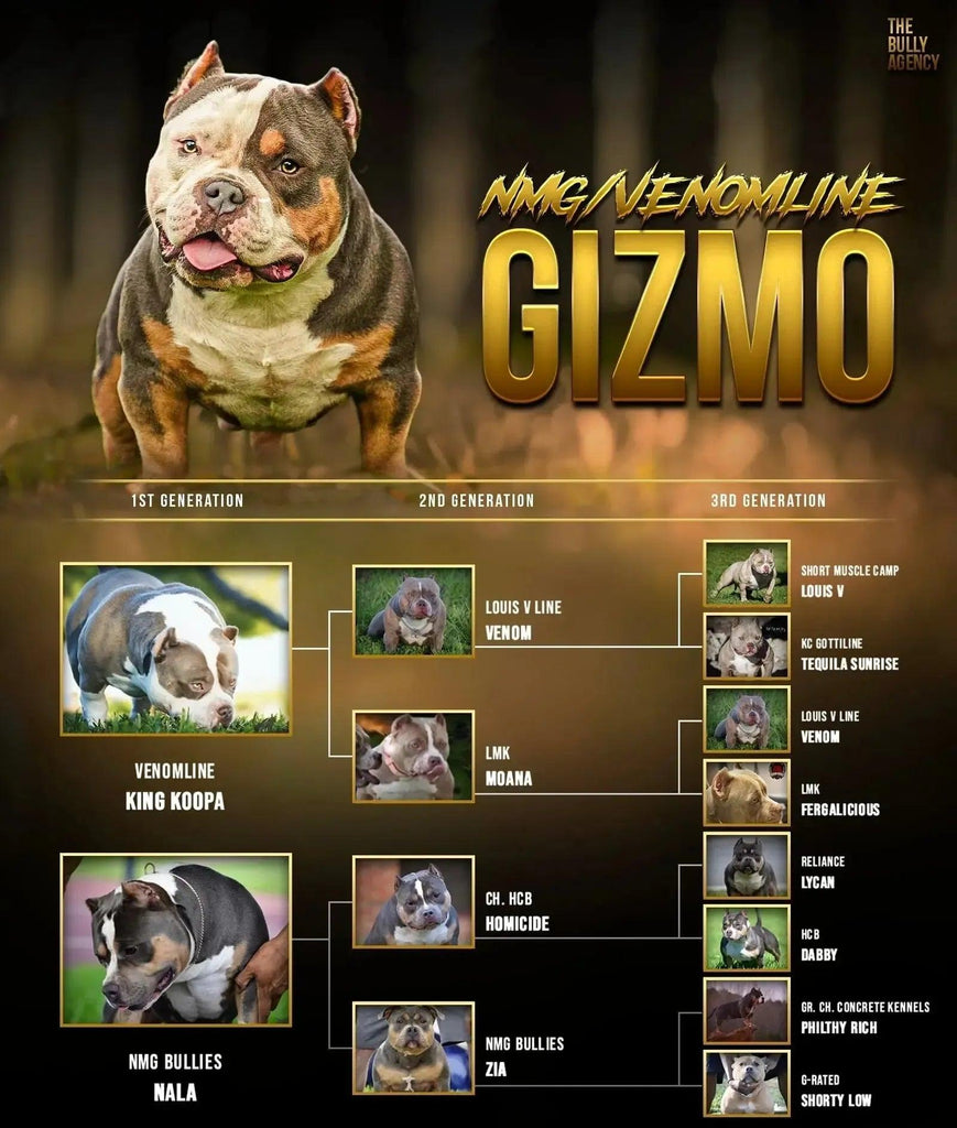 Gizmo Stud Credit (Paid in Full) | Pocket Bully Stud