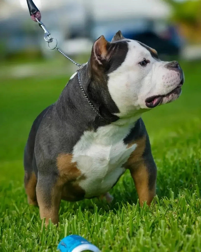 Gizmo Stud Credit | Paid In Full Discount - Venomline Pocket Bully Breeders