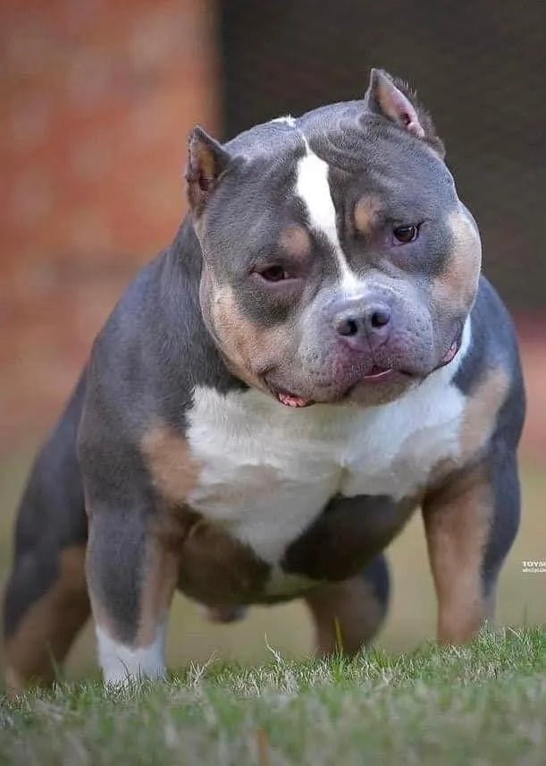 HOMICIDE Pocket Bully Stud: ABKC Champion & Proven Producer 2025