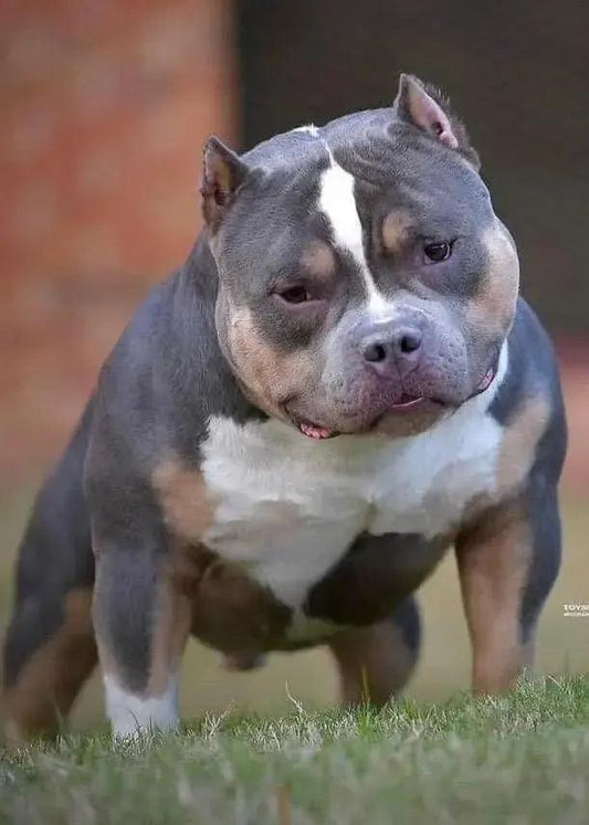 ABKC Champion HOMICIDE — proven producer of 30+ ABKC Champions and 16 Grand Champions.