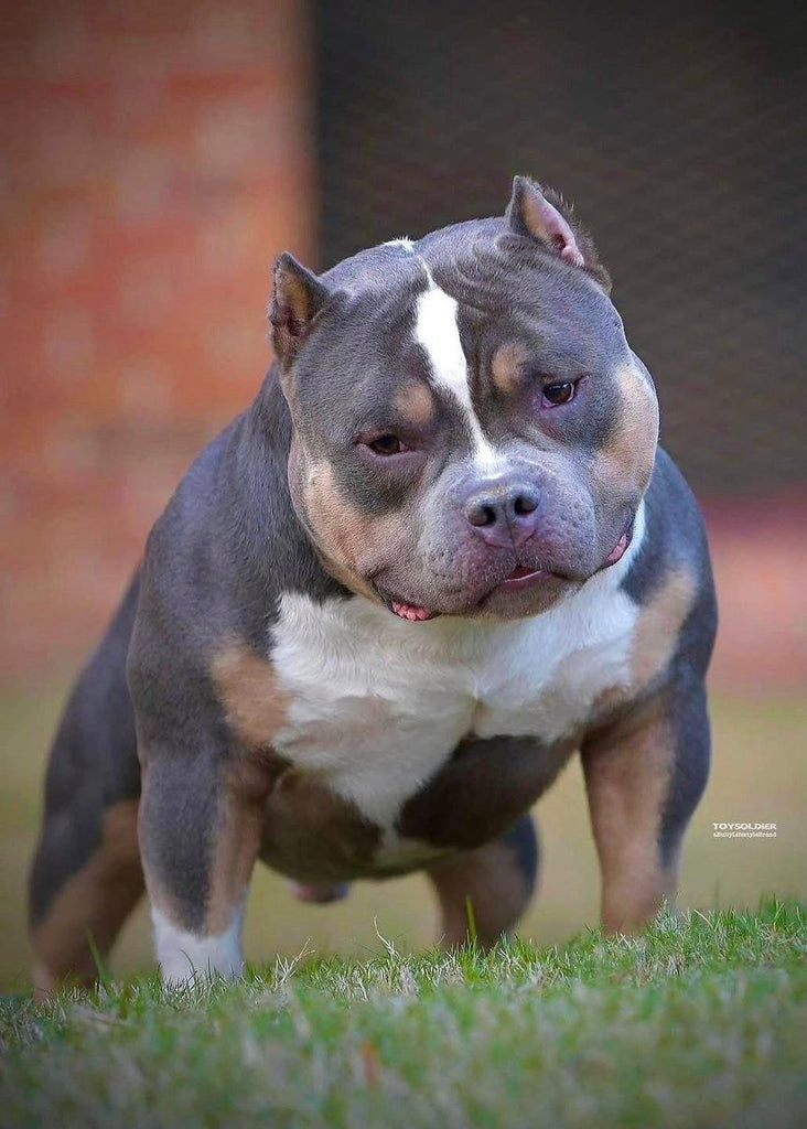ABKC Champion Pocket Bully Stud from Venomline — extreme muscle, short frame, proven producer with elite bloodline and stable temperament