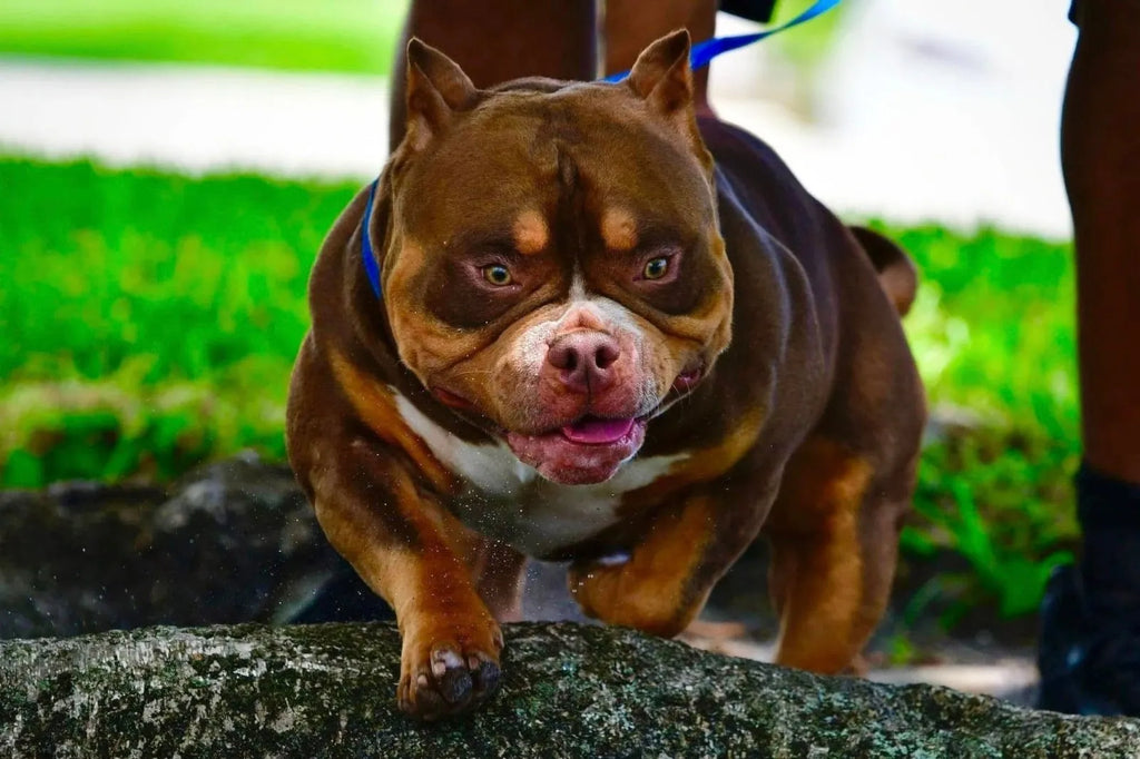 American Bully Stud Credit | Pay in Full & Save | Venomline