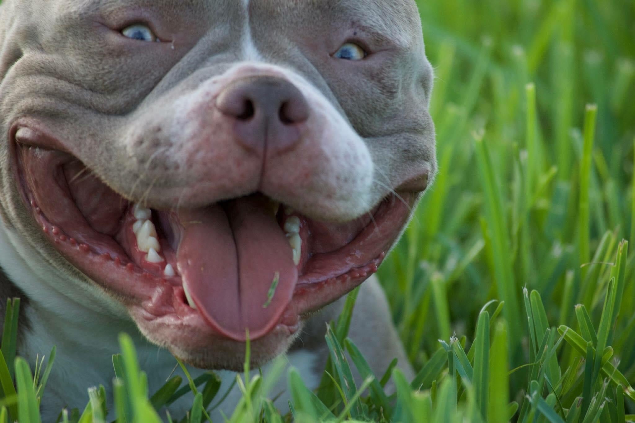 Venomline Pocket Bullies founder and team with Pocket American Bully dogs.