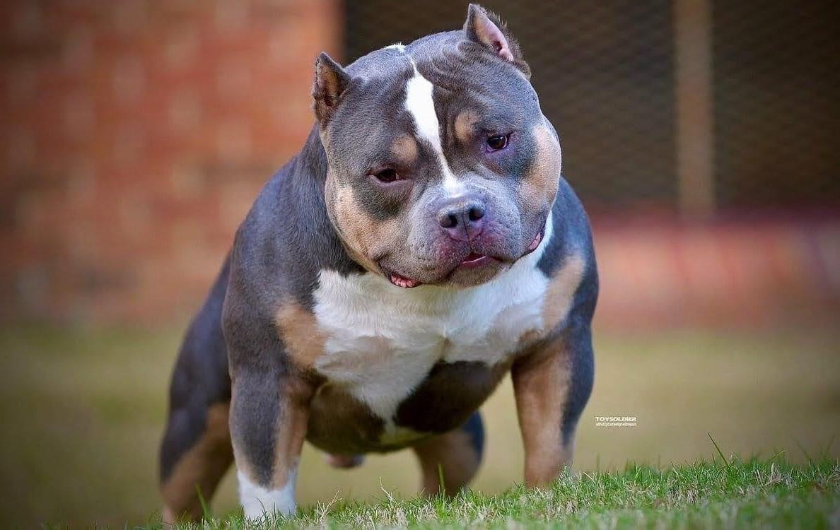 Bully house kennels best sale