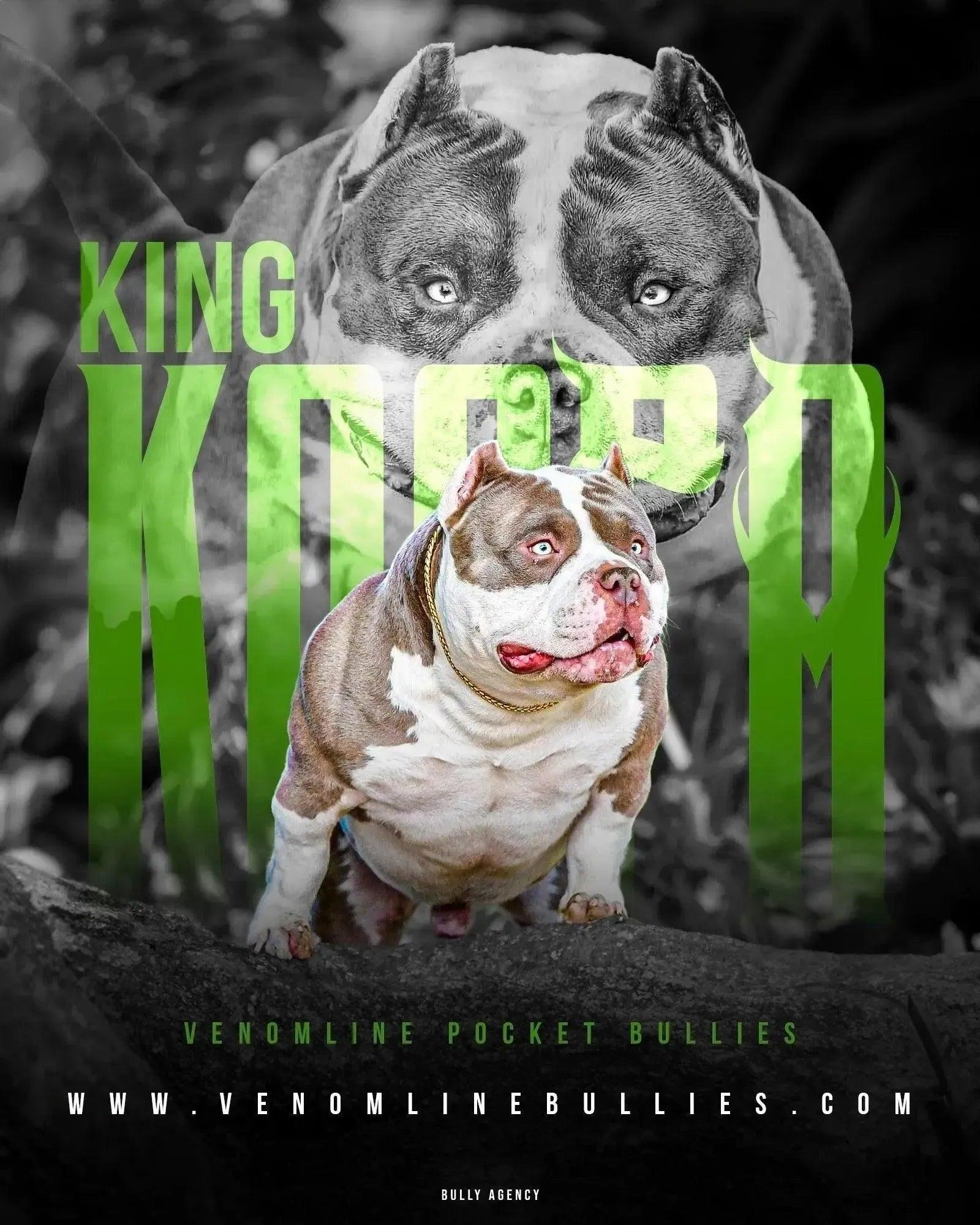 King Koopa best American Bully stud by Venomline – compact Pocket Bully frame, heavy muscle, thick chest and elite Venom bloodline stud service